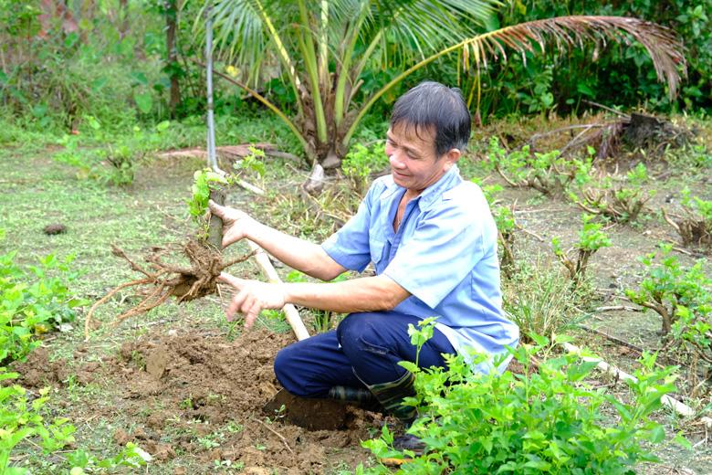 Bệnh tuyến trùng bùng phát mạnh ở nhiều nơi khiến người trồng dâu lo lắng
