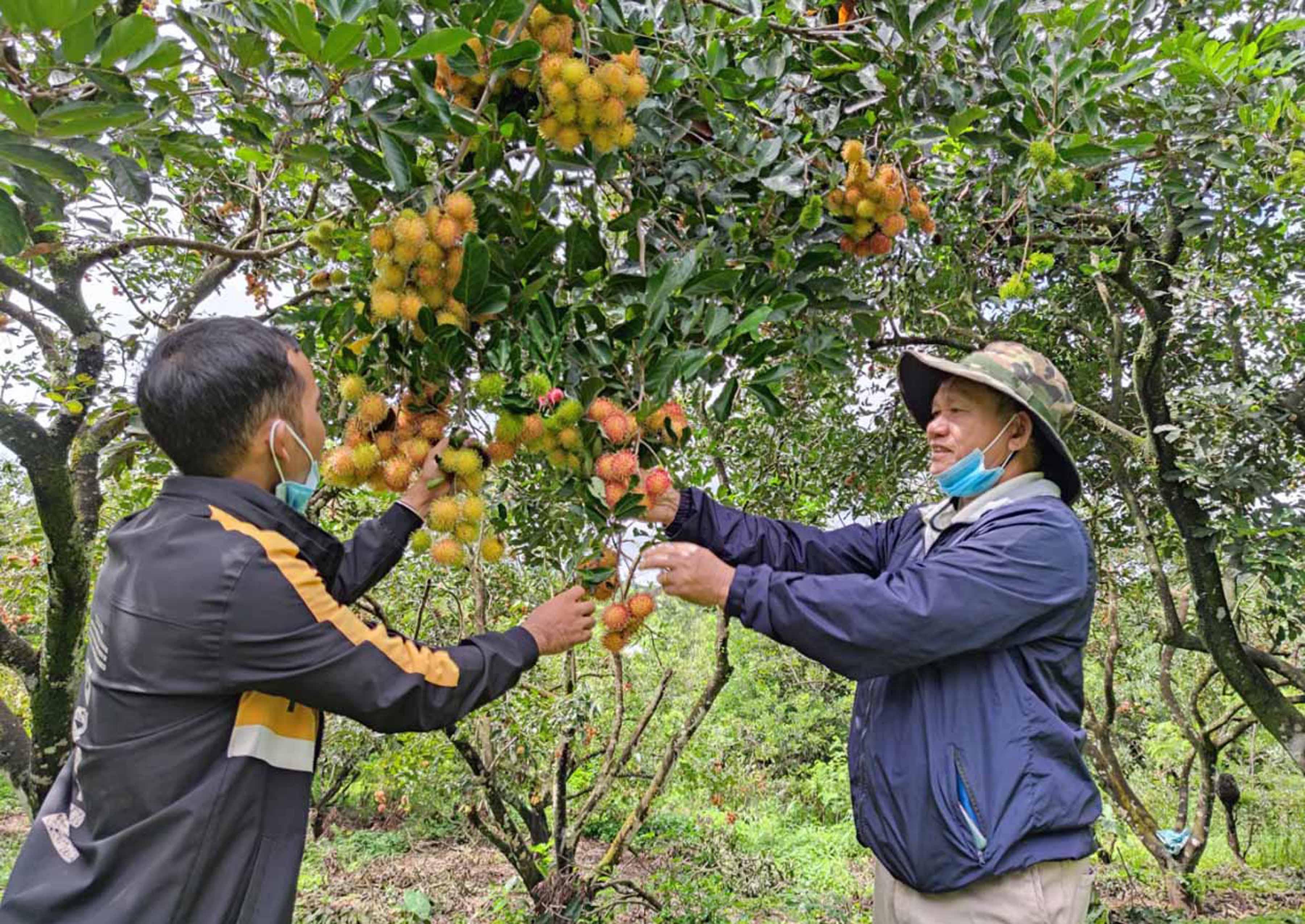 Người dân xã Ia Tô thu hoạch chôm chôm. Ảnh: Ngọc Sang