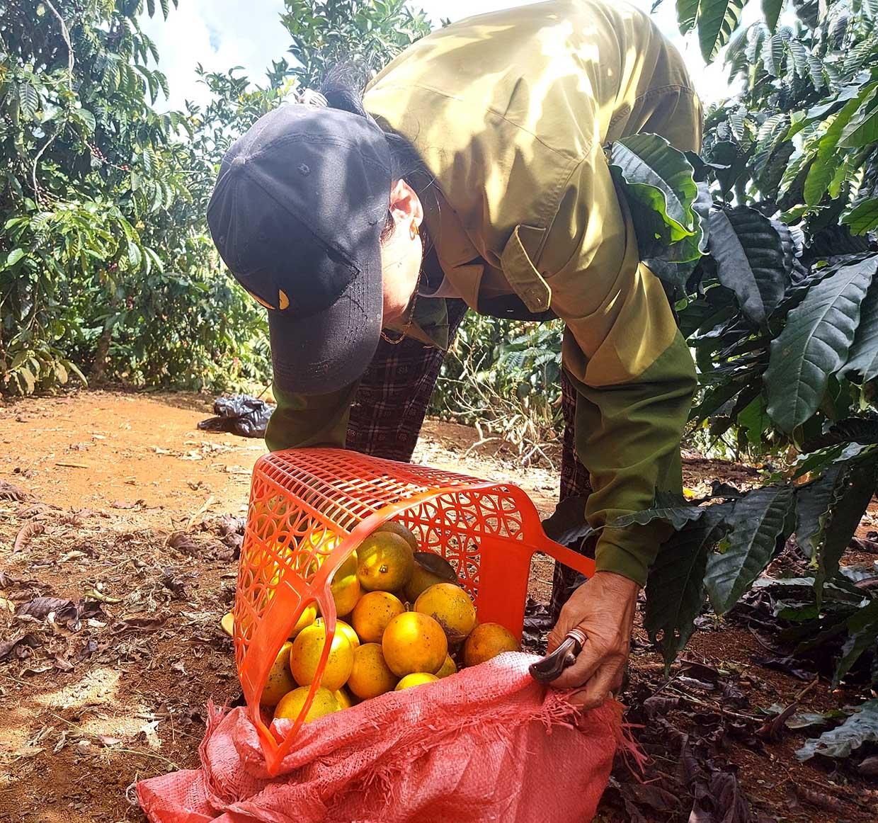 Cam, quýt Kbang đang được thị trường trong nước ưa chuộng.  Ảnh: Hoành Sơn