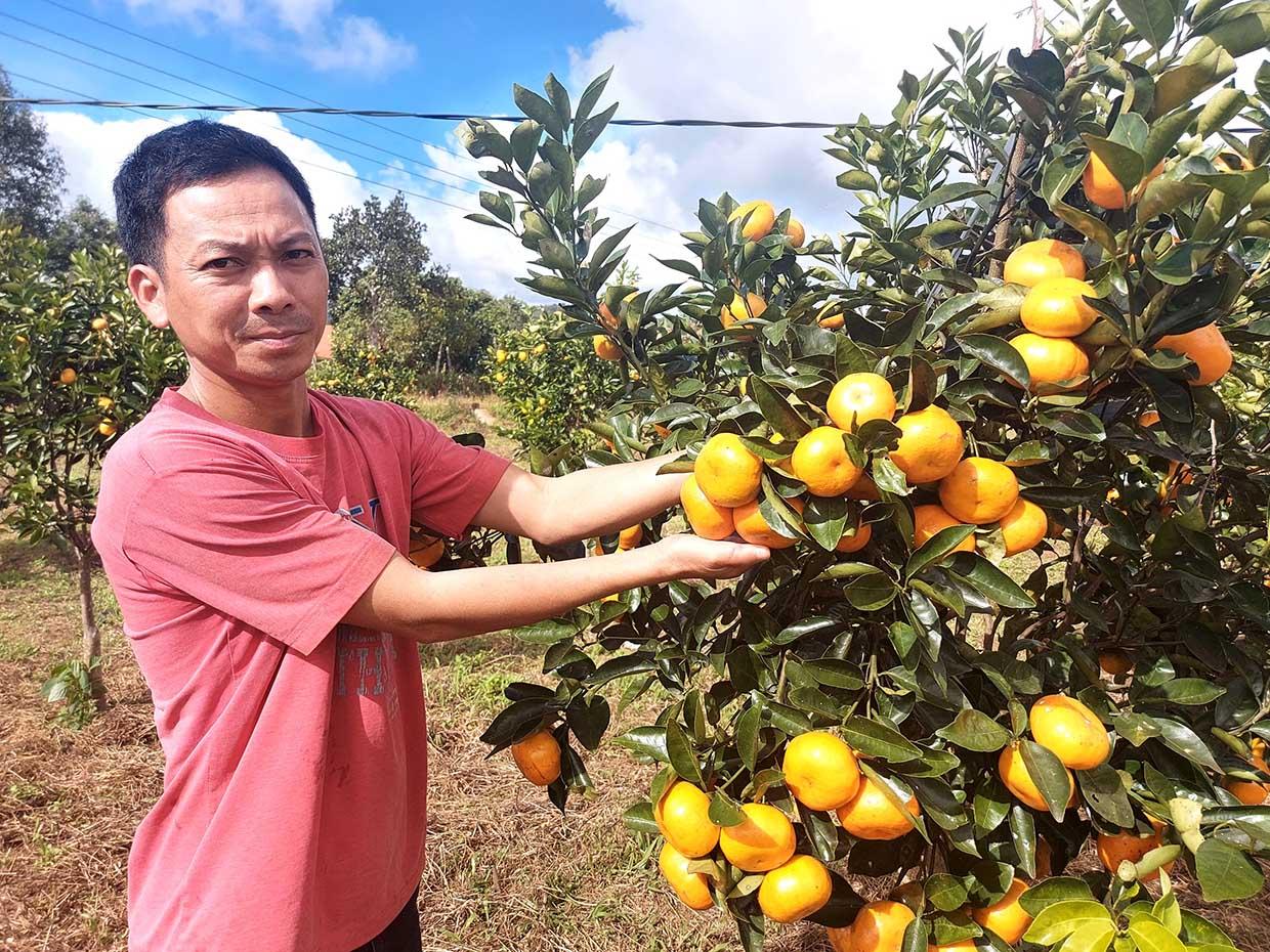 Vườn quýt hồng trĩu quả của gia đình anh Đặng Văn Biên. Ảnh: Hoành Sơn