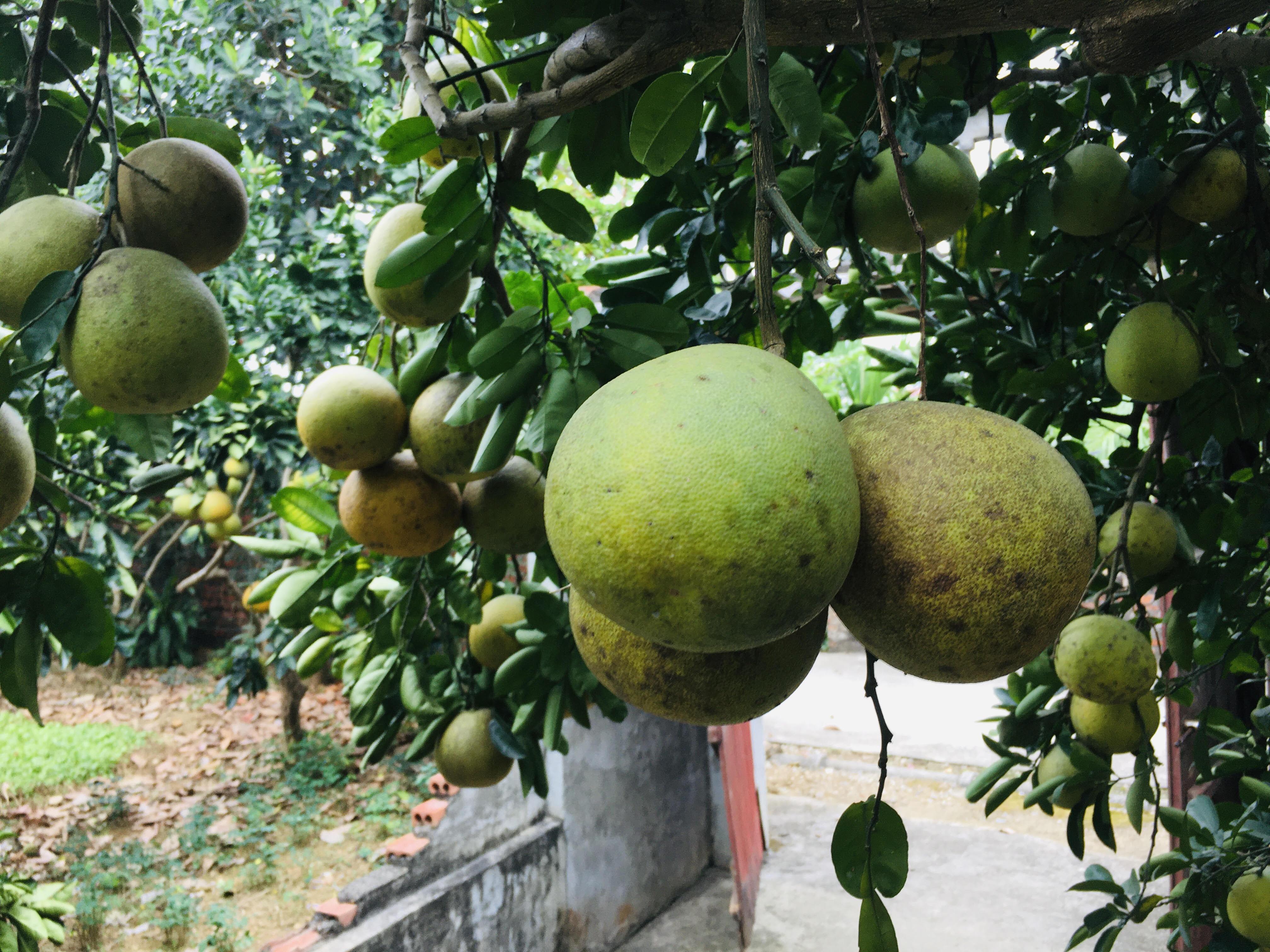 Bưởi Diễn bất ngờ được mùa, nông dân khấp khởi có Tết ấm Bưởi Diễn bất ngờ được mùa, nông dân khấp khởi có Tết ấm