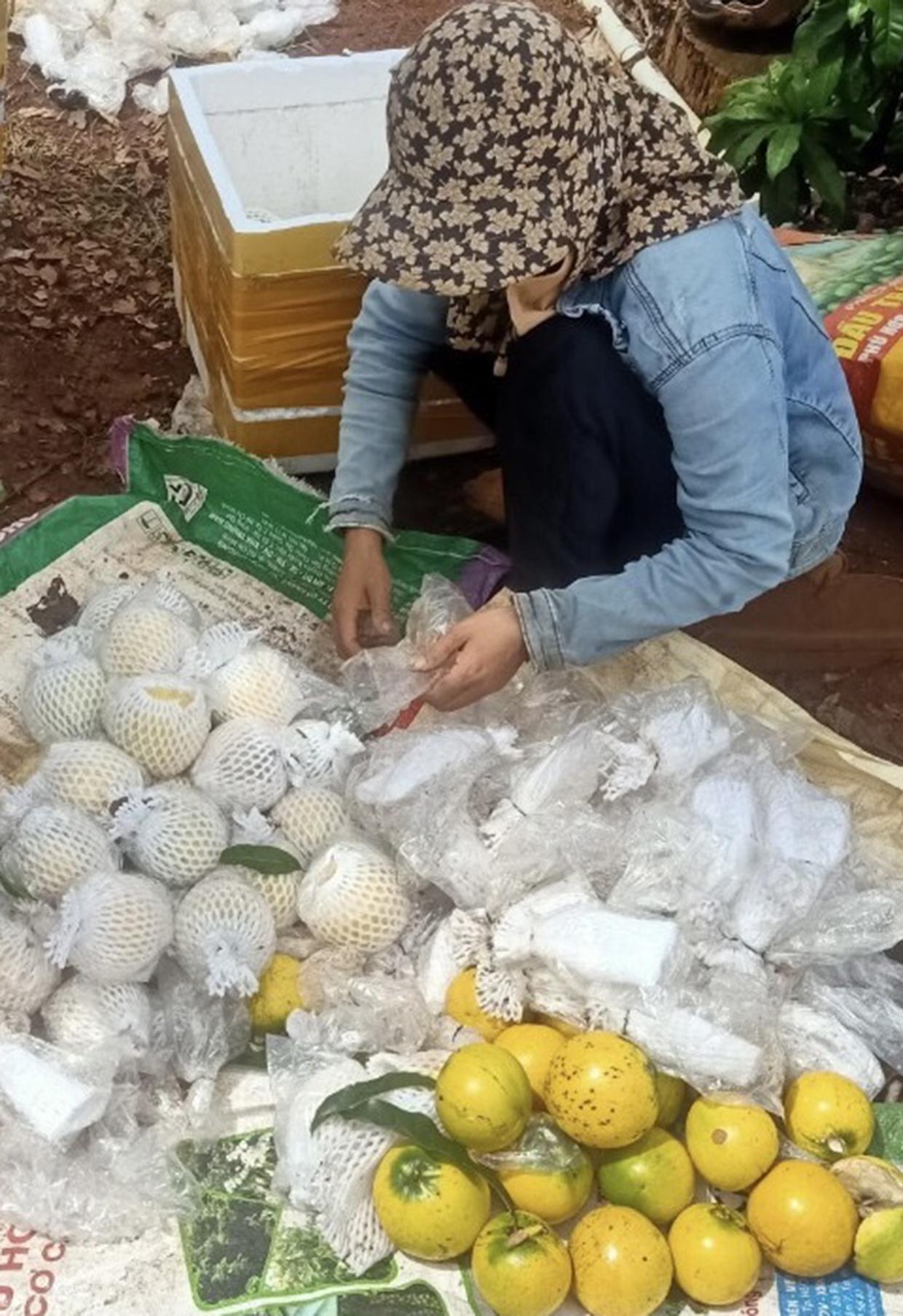 Thương lái vào tận vườn của gia đình anh Nguyễn Văn Hưởng (thôn 4, xã Sơ Pai, huyện Kbang) mua vú sữa Hoàng Kim với giá 60 ngàn đồng/kg. Ảnh: Ngọc Minh