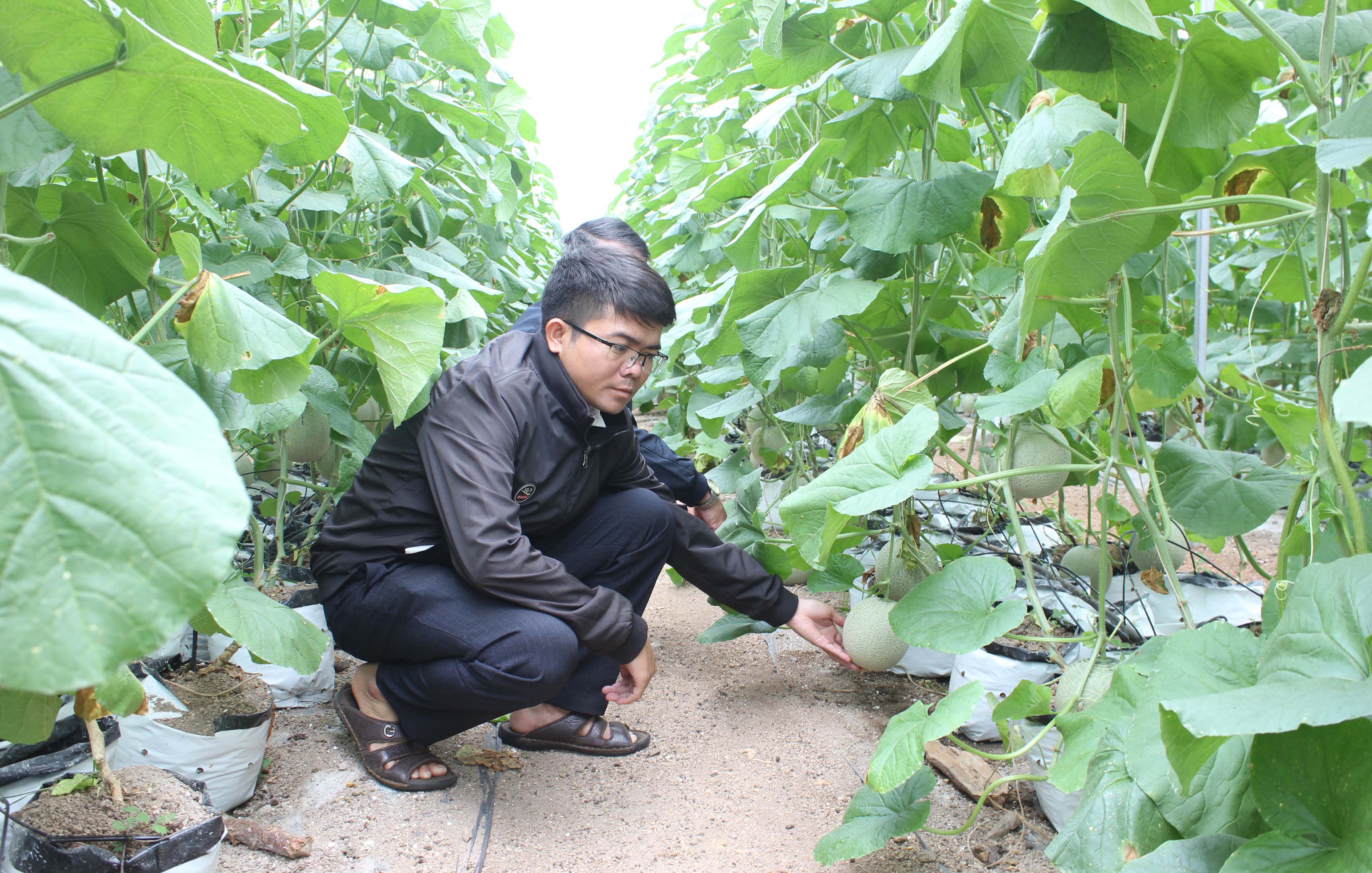 Huyện Chư Păh chuyển đổi 1 ha cà phê sang trồng dưa lưới mang lại hiệu quả kinh tế cao. Ảnh: Nguyễn Diệp