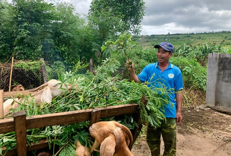 CCB Trần Quốc Văn cho dê ăn lá