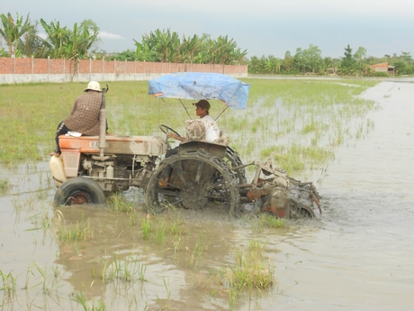 Ngành nông nghiệp khuyến cáo cần chú trọng khâu làm đất, vệ sinh đồng ruộng sau khi thu hoạch lúa Hè Thu để chuẩn bị tốt cho vụ Thu Đông.