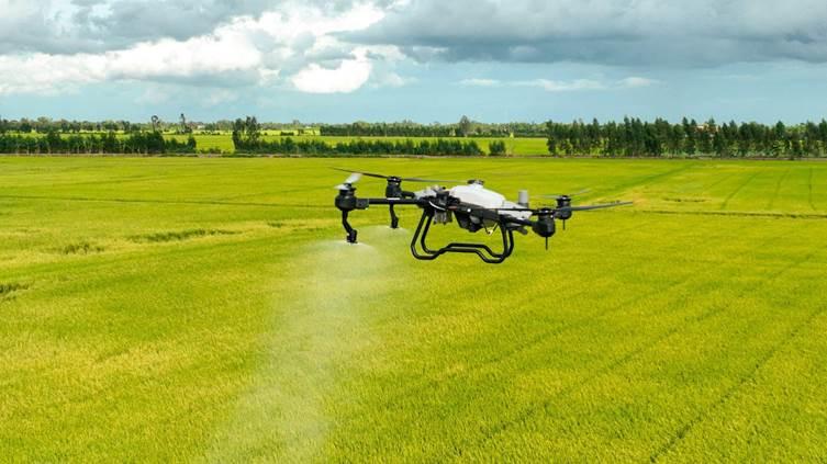 Máy bay DJI T20P do công ty AgriDrone Việt Nam cung cấp đang phun thuốc cho cánh đồng lúa tại An Giang