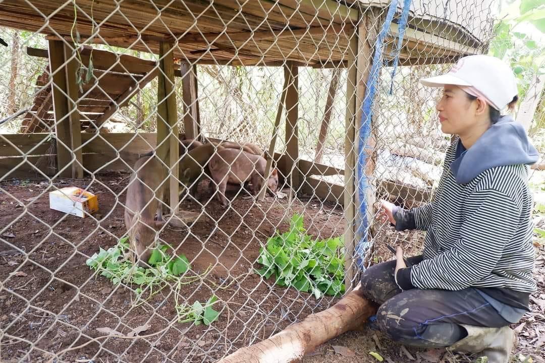 Hội viên phụ nữ xã Ea Huar (huyện Buôn Đôn) được hỗ trợ heo giống phát triển kinh tế.