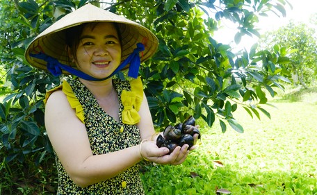 Ốc bươu đen được đánh giá là loài thủy sản nhàn công nuôi, ít tốn chi phí, mang đến nguồn thu nhập ổn định.