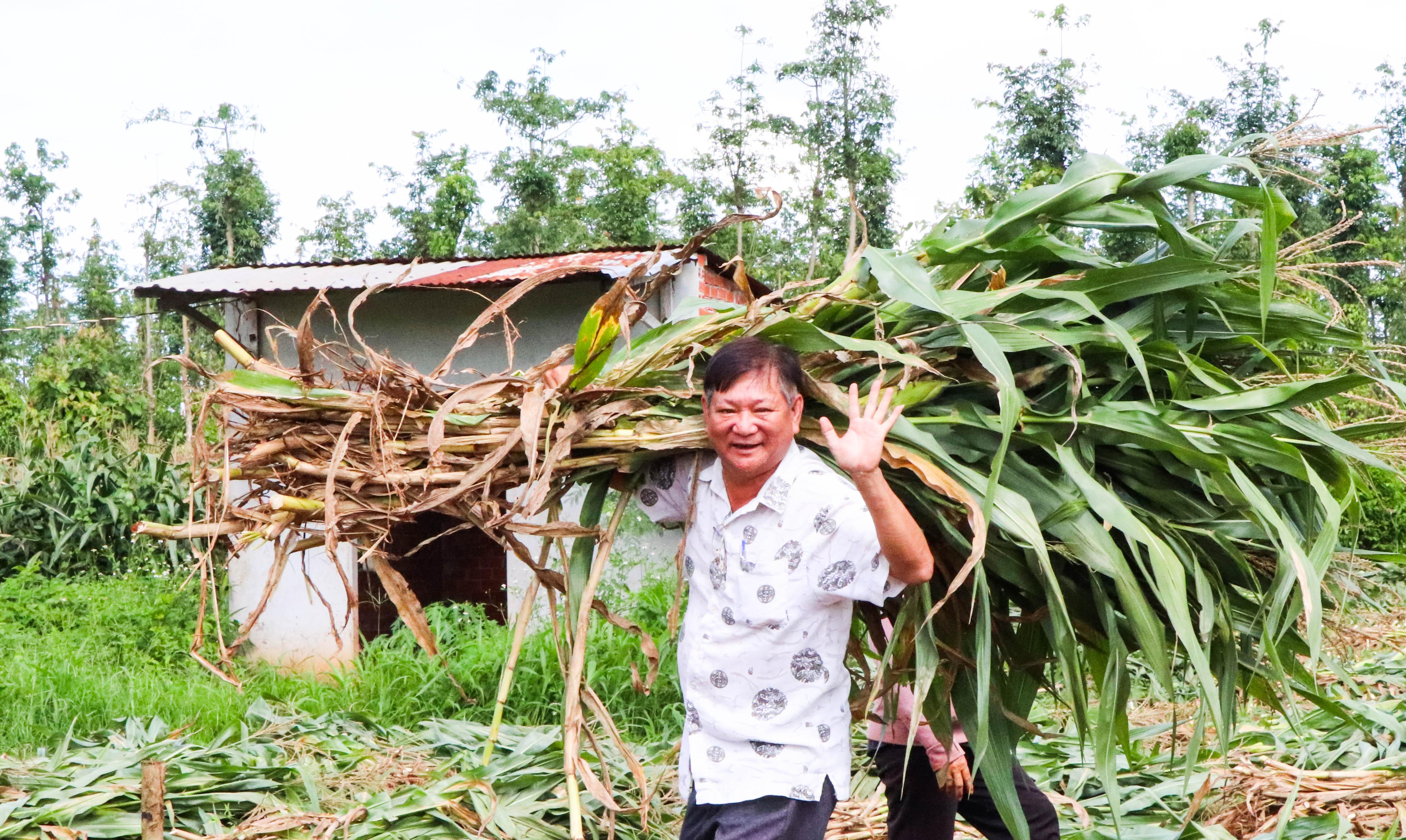 Ông Thân Xuân Động, Phó Chủ tịch Hội Nông dân huyện phấn khởi xuống vườn thu hoạch bắp sinh khối cùng nông dân.