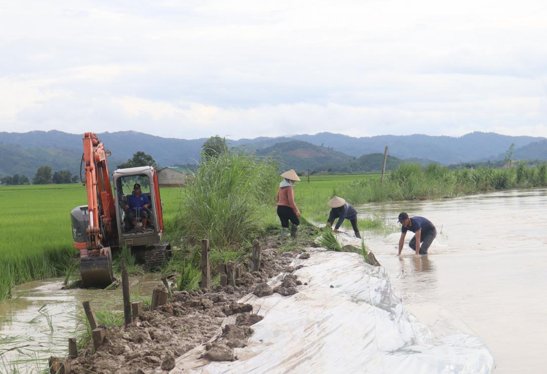 Người dân xã Buôn Triết nỗ lực đắp đê cứu lúa.