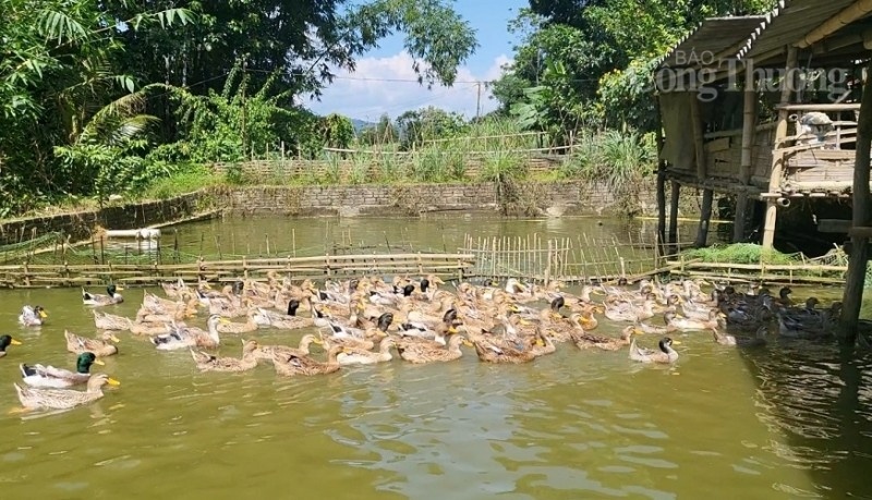 Thanh Hóa: Thương hiệu vịt Cổ Lũng giúp đồng bào dân tộc Thái ở huyện Bá Thước thoát nghèo bền vững