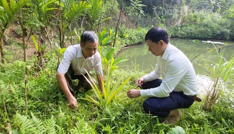 Chuyện về người có uy tín giúp đồng bào dân tộc thiếu số ở bản Chong “đuổi đói nghèo”