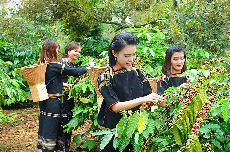 Đầu tư vùng trồng đạt chuẩn, xuất khẩu cà phê tăng cao về giá trị