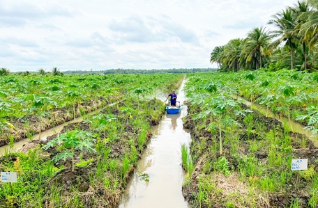 Nông trại An Phước đang đi tiên phong trong xây dựng mô hình trồng tắc không hạt kết hợp với đu đủ theo hướng hữu cơ.