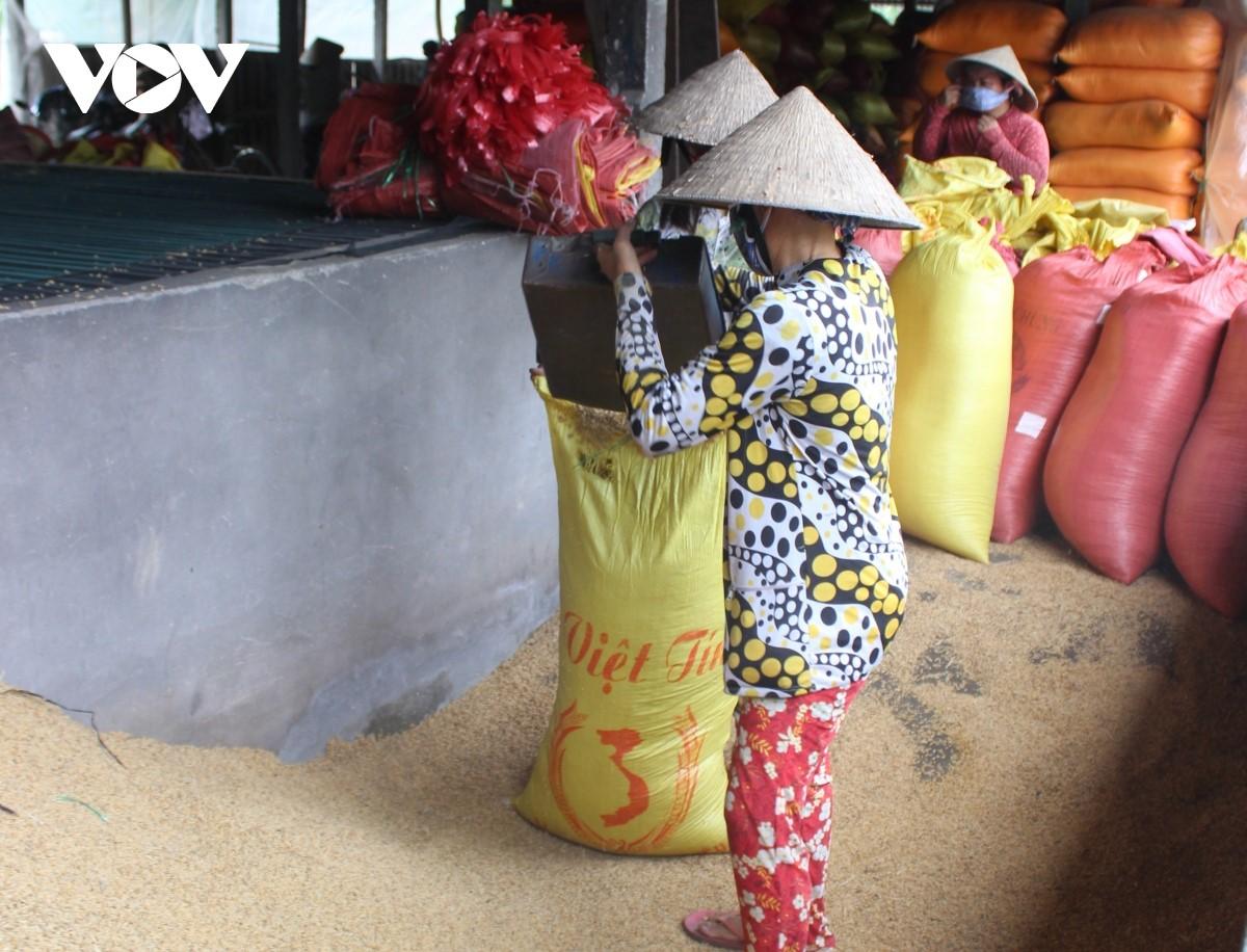 Vụ lúa Thu Đông này nông dân Vĩnh Long xuống giống hơn 35.800 ha, tăng khoảng 40% so với vụ thu đông năm trước