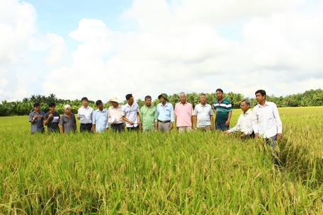 Việc lai tạo giống góp phần làm đa dạng danh mục giống, tăng cơ hội lựa chọn cho nông dân.