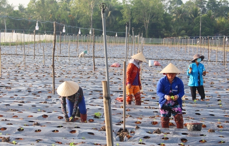 Nông nghiệp- nông dân- nông thôn luôn đóng vai trò rất quan trọng trong quá trình xây dựng và phát triển đất nước.