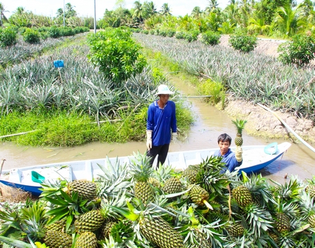 Vĩnh Long chưa có nhiều vùng nguyên liệu nông sản tập trung.