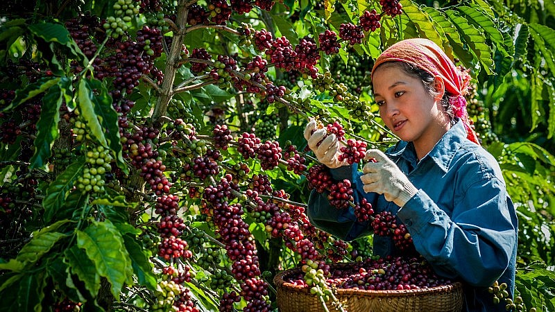 “Hạt ngọc nâu” trên đỉnh núi mù sương