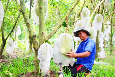 Sắp tới, việc cấp mã số vùng trồng và mã số cơ sở đóng gói sẽ tiếp tục tăng mạnh để đáp ứng nhu cầu quản lý, nâng cao chất lượng nông sản.