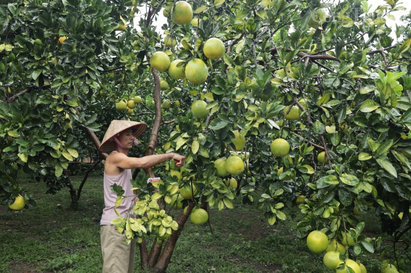 Về nơi đầu tiên ở Hòa Bình xuất khẩu bưởi Diễn sang trời Âu