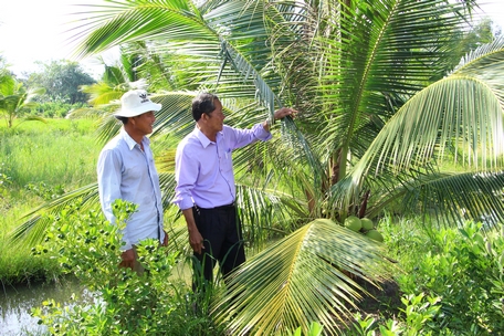 Để phòng trừ sâu hại trên dừa hiệu quả, nhà vườn cần kết hợp nhiều biện pháp.