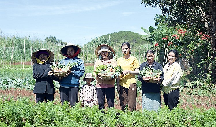 Mô hình rau hữu cơ đang được Central Retail chắp cánh để phát triển ở kênh bán lẻ Hiện đại