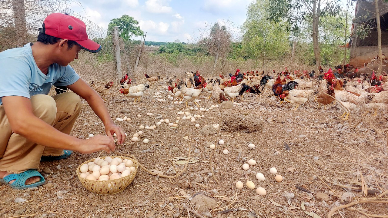 Chăm sóc gà tại trang trại gà Anh Nguyên, huyện Châu Đức.