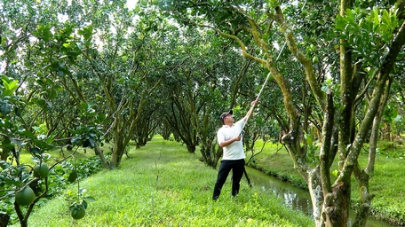 Nhà vườn tích cực chăm sóc bưởi để phục vụ thị trường Tết.