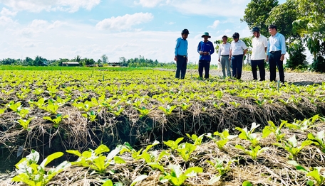 Lãnh đạo tỉnh, huyện tham quan mô hình trồng củ cải trắng của xã Mỹ An.