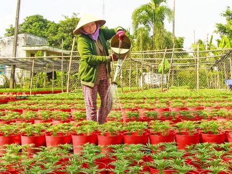 Nông dân tích cực chăm sóc hoa Tết, mong có “Tết đẹp”.