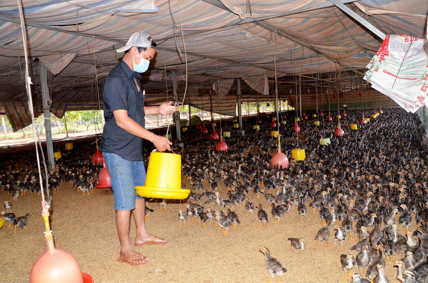 Các chính sách hỗ trợ phát triển chăn nuôi đã giúp nông dân có điều kiện chuyển đổi phương án từ chăn nuôi nhỏ lẻ sang chăn nuôi tập trung. Trong ảnh: Chăm sóc gà tại trang trại gà của gia đình ông Đỗ Văn Tam.