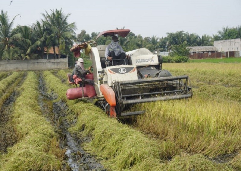 Giá lúa gạo hôm nay ngày 27/12: Giá cao, kho nào thật sự cần hàng mới mua vào