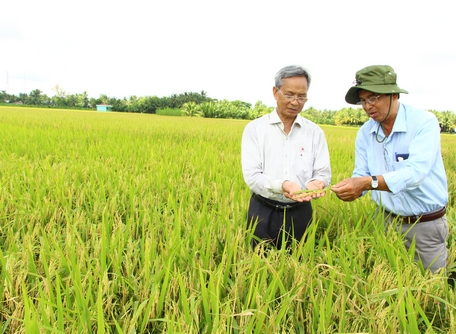 Nông dân chuyển từ lúa chất lượng thấp, tập trung sản xuất giống lúa cao sản, chất lượng cao.