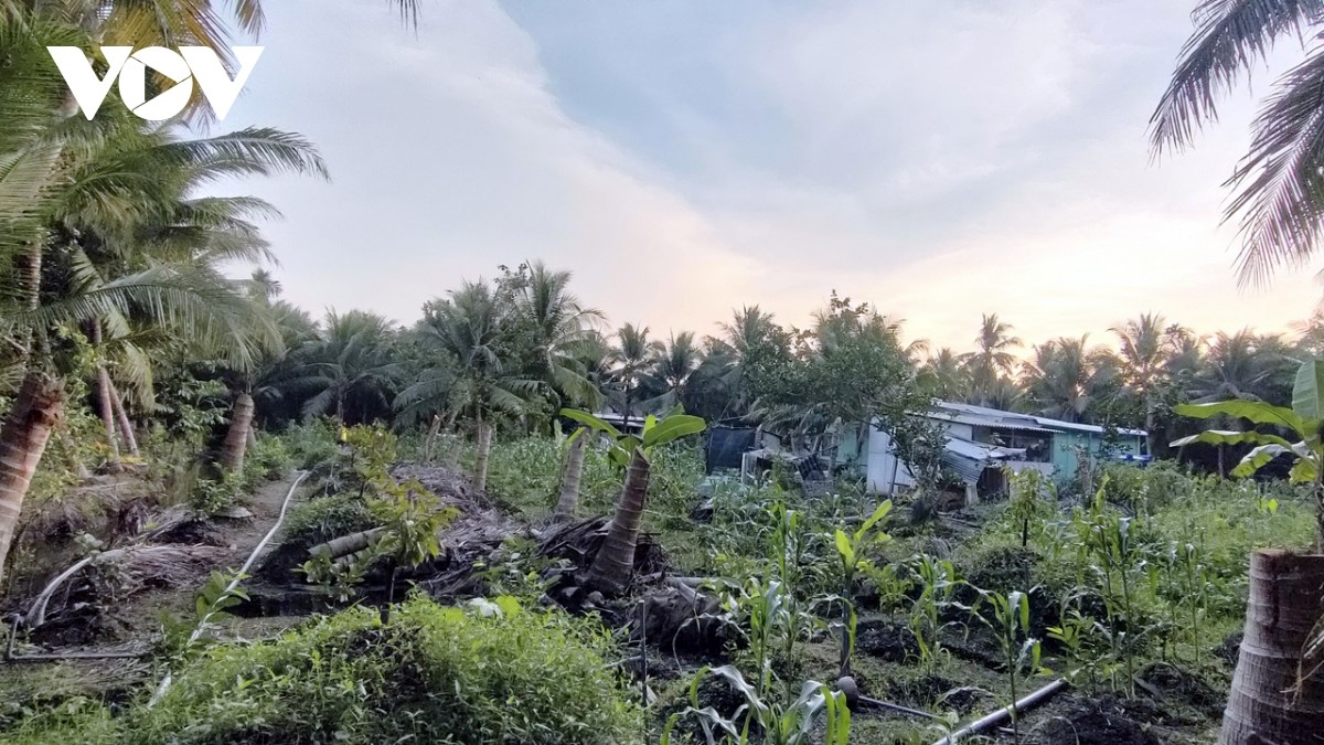 Một vườn dừa tại huyện Châu Thành đang cho trái, nông dân cũng đốn bỏ để trồng lại cây sầu riêng