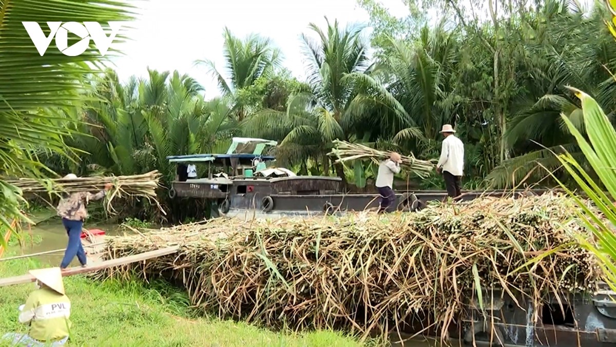 Nông dân đua nhau thu hoạch mía