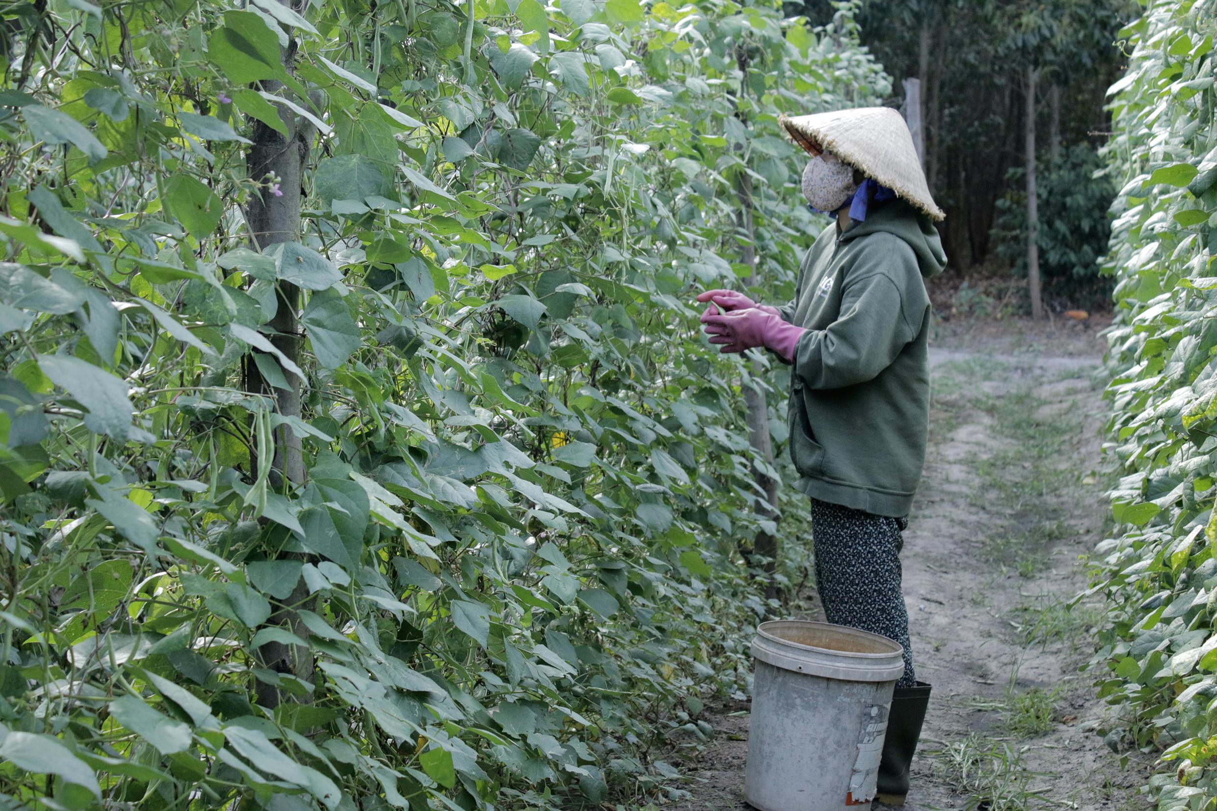 Bà Lê Thị Thu Vân (ấp An Bình, xã Lộc An) thu hoạch đậu cô ve.