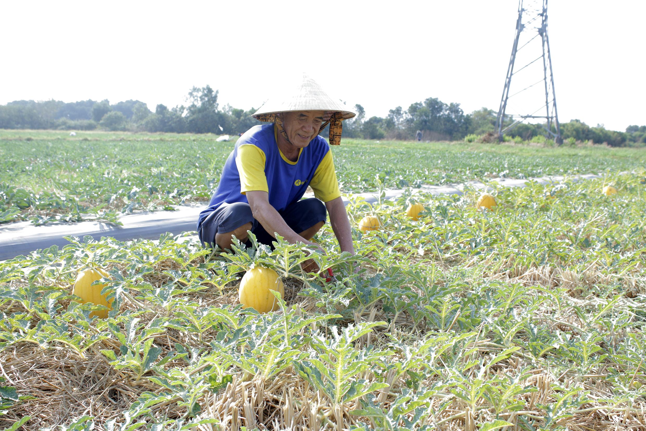 Ông Mạc Duy Hiển (phường Phước Trung, TP.Bà Rịa) chăm sóc dưa Tết.