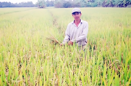 Nông dân trong tỉnh linh hoạt chọn các giống lúa trồng để bán được giá, lợi nhuận cao, đáp ứng thị trường, cho xuất khẩu.