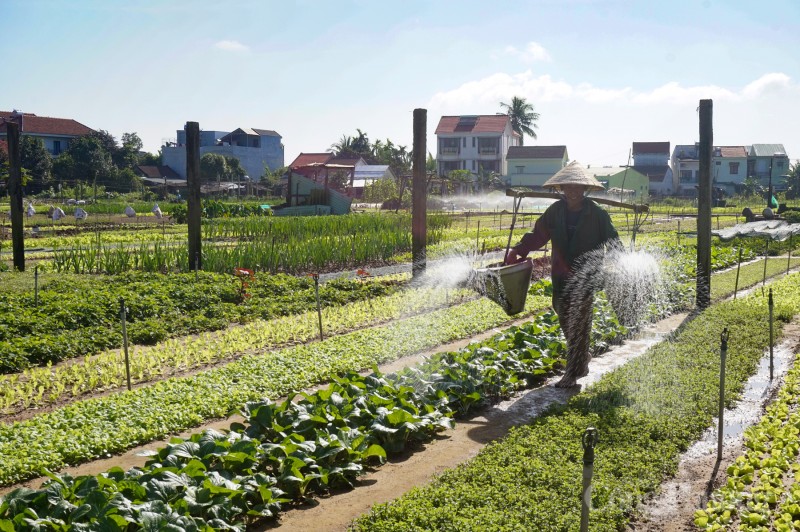 Làng rau sạch nức tiếng Quảng Nam hối hả phục vụ Tết Giáp Thìn