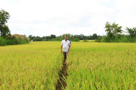 Nông dân thăm đồng thường xuyên để kịp thời phòng trừ sâu bệnh.