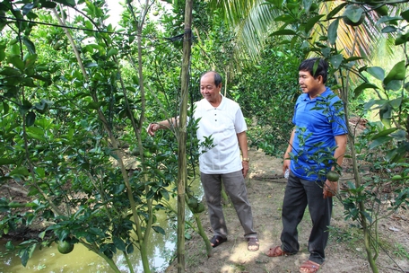 Diện tích cây ăn trái tăng góp phần nâng cao thu nhập cho người dân.