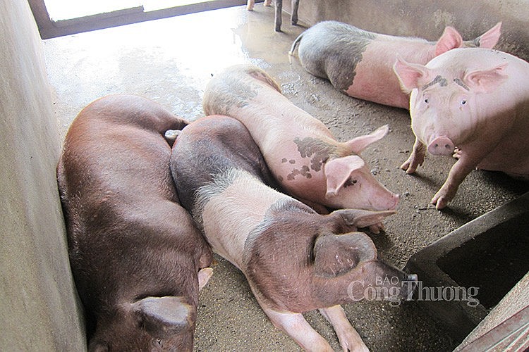 Giá heo hơi hôm nay ngày 18/3/2024: Cao nhất 61.000 đồng/kg