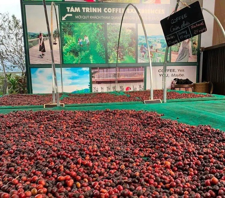 Giá cà phê xuất khẩu đồng loạt tăng, Robusta trở lại vùng đỉnh 30 năm