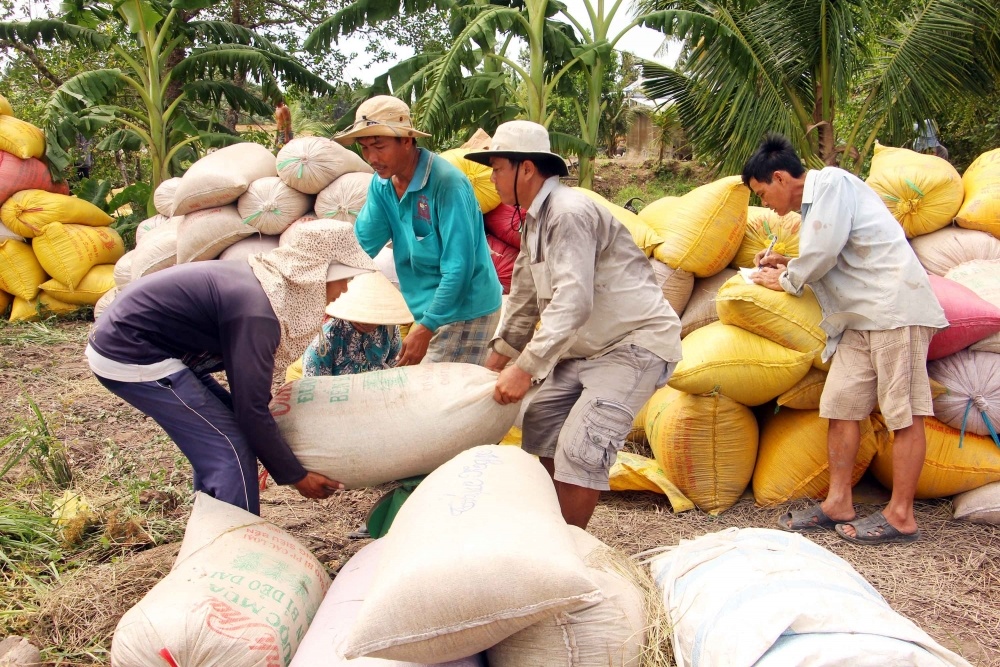 Giá lúa gạo hôm nay ngày 28/3: Nguồn lúa ít lại, giá gạo tiếp đà giảm