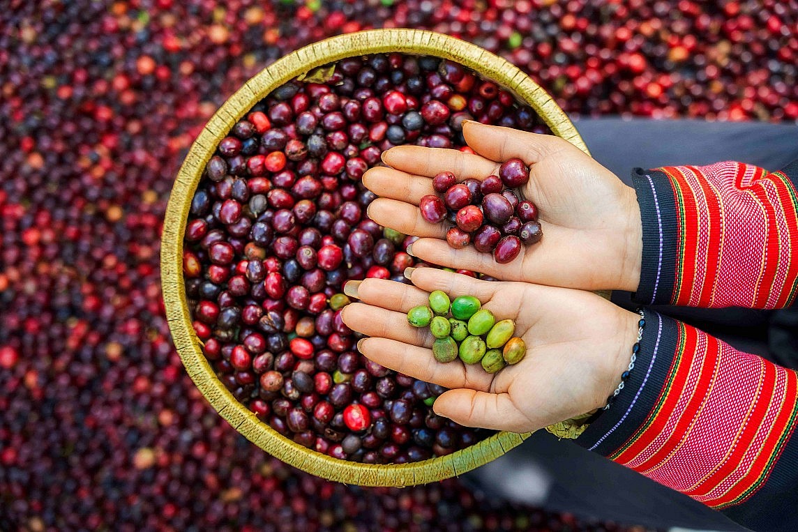 Để thương hiệu cà phê Việt không còn “vô danh” trên bản đồ thế giới Để thương hiệu cà phê Việt không còn “vô danh” trên bản đồ thế giới