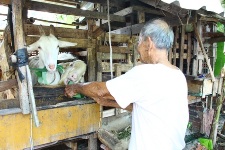 Người chăn nuôi cần tăng cường dự trữ thức ăn thô xanh; tăng sức đề kháng cho đàn vật nuôi vào mùa nắng nóng.