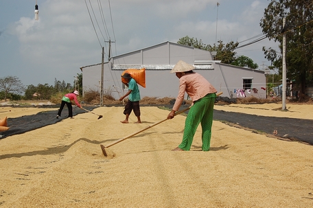 Nông dân huyện Mỹ Tú, tỉnh Sóc Trăng phơi lúa.