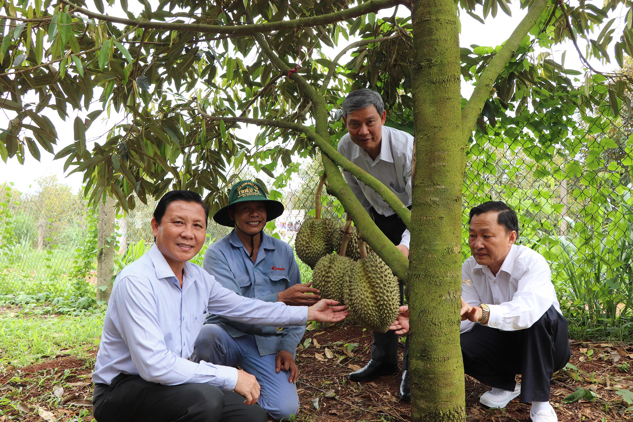 Ông Mai Minh Quang (bên trái), Chủ tịch Hội Nông dân tỉnh tham quan vườn sầu riêng của HTX Sầu riêng Liên Đức (xã Xà Bang, huyện Châu Đức).