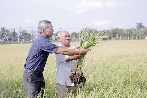 Lúa trồng theo hướng VietGAP giúp nông dân xã An Nhứt, huyện Long Điền có lợi nhuận cao.